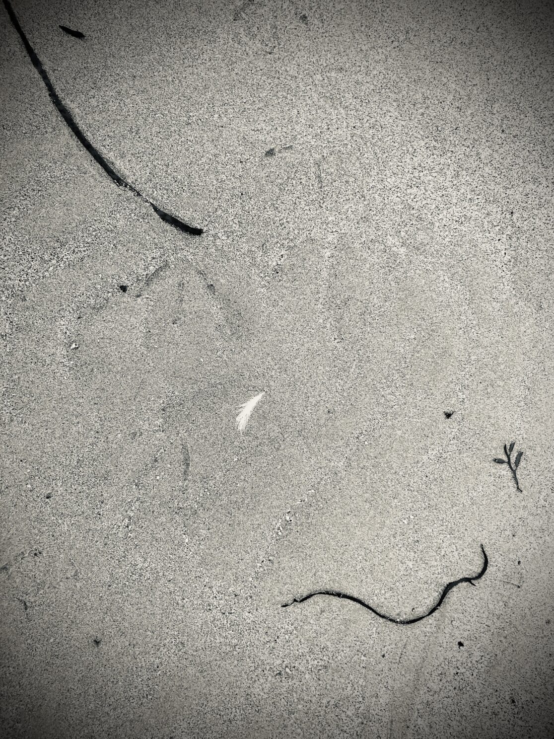 La plume de mer, Photographie 2020